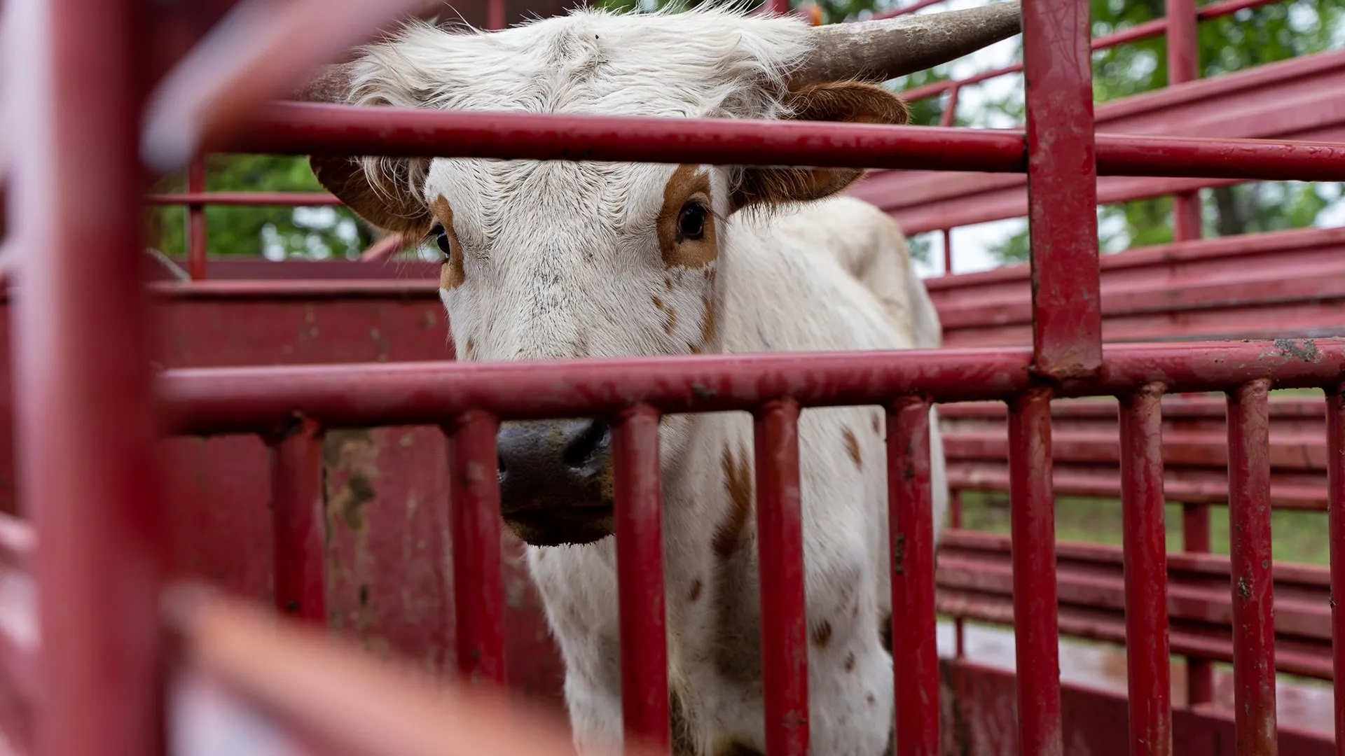 Bandera Beau arrives at Boot Ranch, April 2021