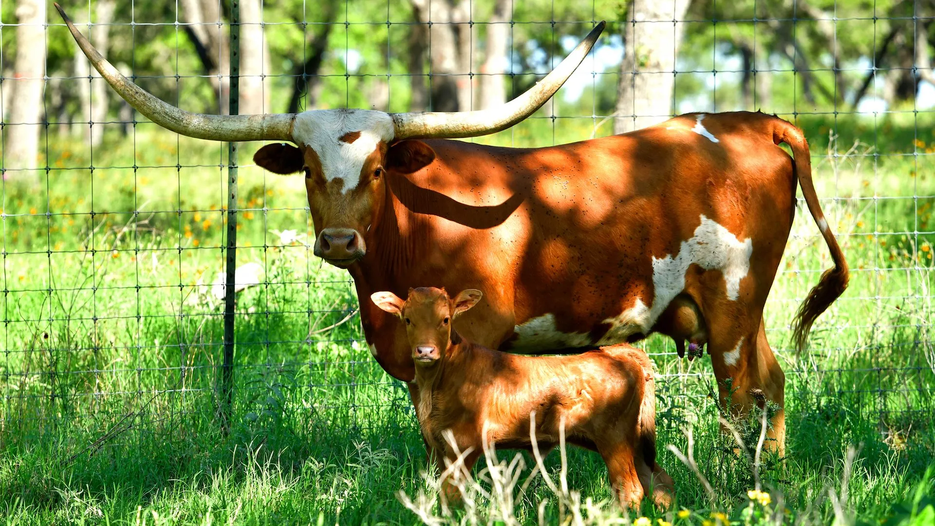 Tascosa and her calf Pilon, May 2018.